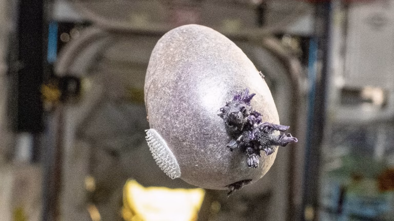 Des œufs aliens ou la réalité absurde des villes RN : quand les dirigeants conservateurs nous font rire !