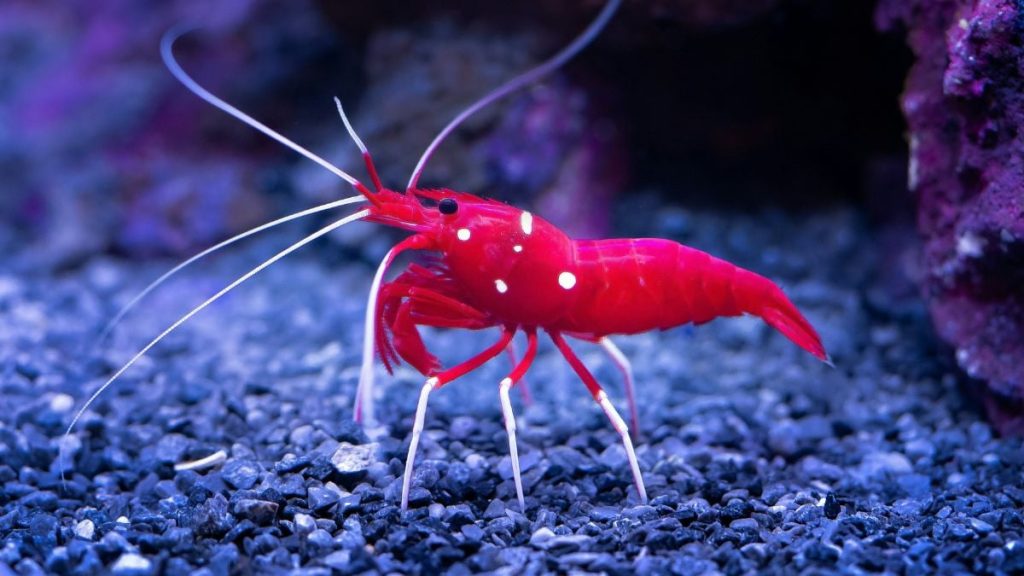 Quand les virus marins s'invitent chez nous : les dirigeants conservateurs face à l'absurde de la santé publique !