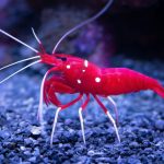 Quand les virus marins s'invitent chez nous : les dirigeants conservateurs face à l'absurde de la santé publique !