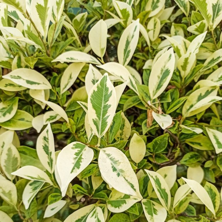 Ficus Benjamin : un purificateur d&rsquo;air sous-estimé