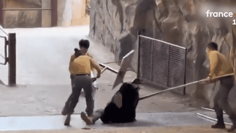 Un Incident au Zoo de Hangzhou : Réflexions sur le Dressage Animalier