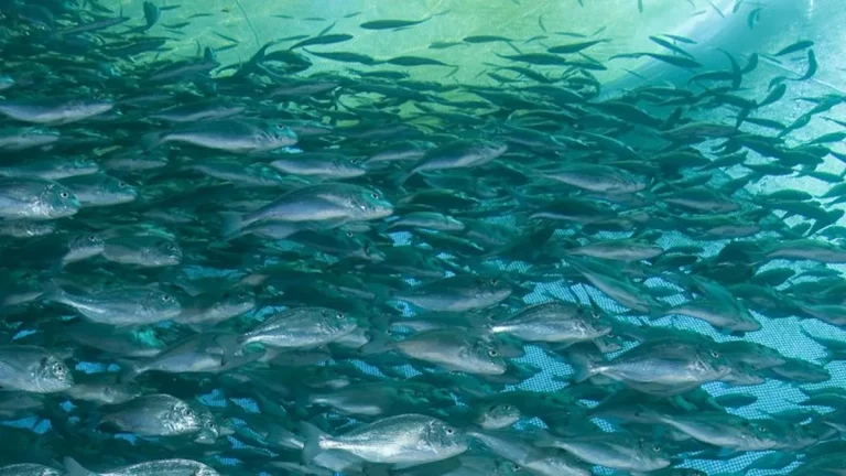 Quand l&rsquo;Aquaculture Devient un Cirque : Les Loups des Caraïbes en Cage