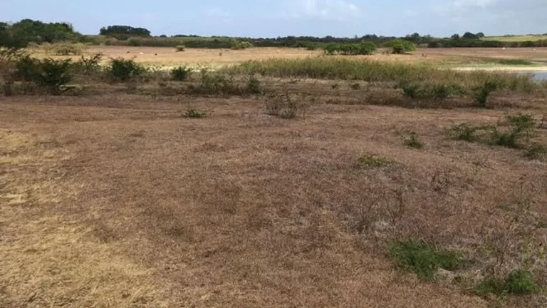 La sécheresse en Guadeloupe : une situation préoccupante