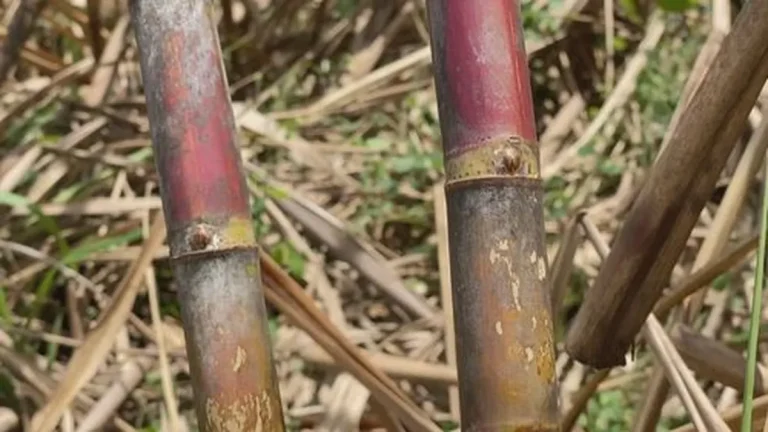 Sucre bio : la Guadeloupe entre promesses et réalités amères