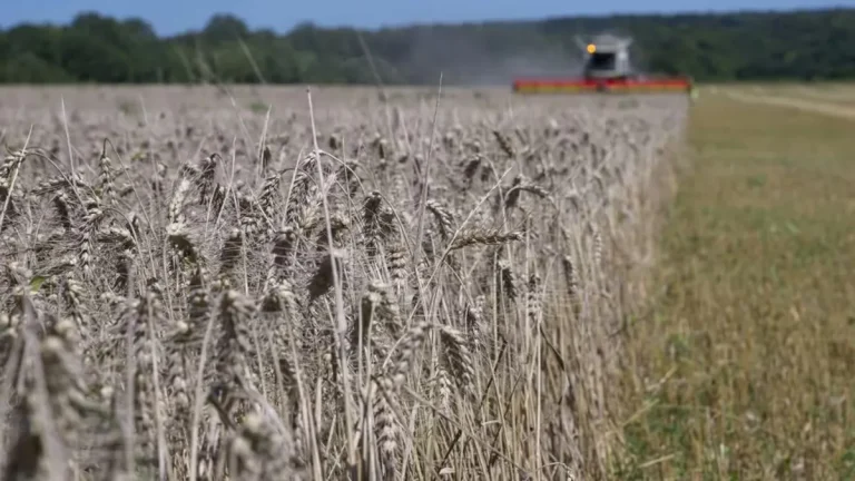 Cadmium : La menace invisible qui empoisonne notre assiette
