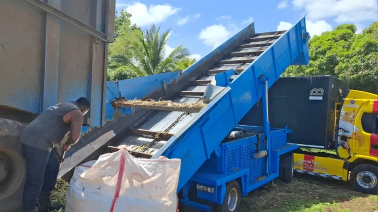 La Canne à Sucre : Une Récolte de Contradictions