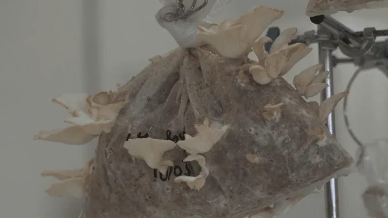 Les Champignons de Martinique : Une Révolution Écologique ou un Énième Mirage ?