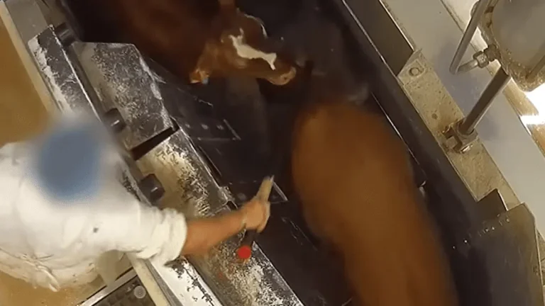 Abattoir du Lamentin : Quand la cruauté fait des vagues