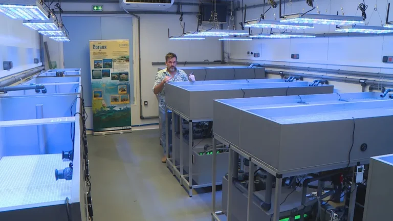 Coraux en péril : un laboratoire ou une simple façade ?