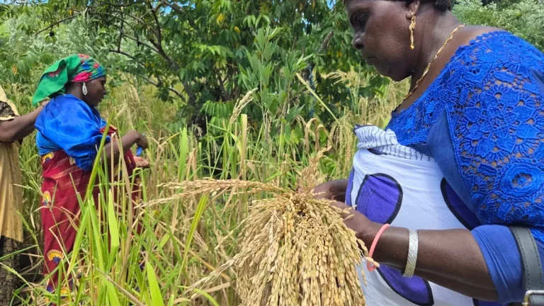 Récolte du riz paddy à Mayotte : Tradition villageoise de M&rsquo;tsamoudou face à la modernité