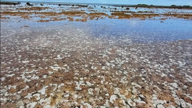 Fakarava : Les coraux en péril face à l&rsquo;ombre d&rsquo;un Super El Niño en 2026