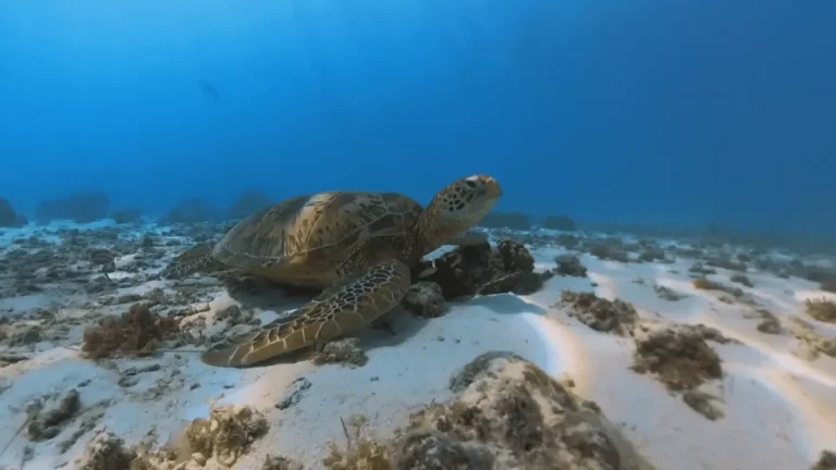 Opération de sensibilisation à Moorea pour la protection des tortues marines menées par des ONG locales