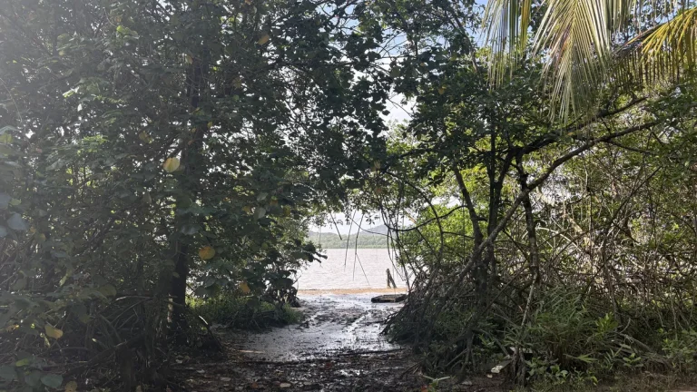 La Guyane dans le Top 10 Mondial du City Nature Challenge