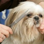 Toilettage canin : un luxe pour les villes RN où les dirigeants préfèrent les aboiements aux solutions !