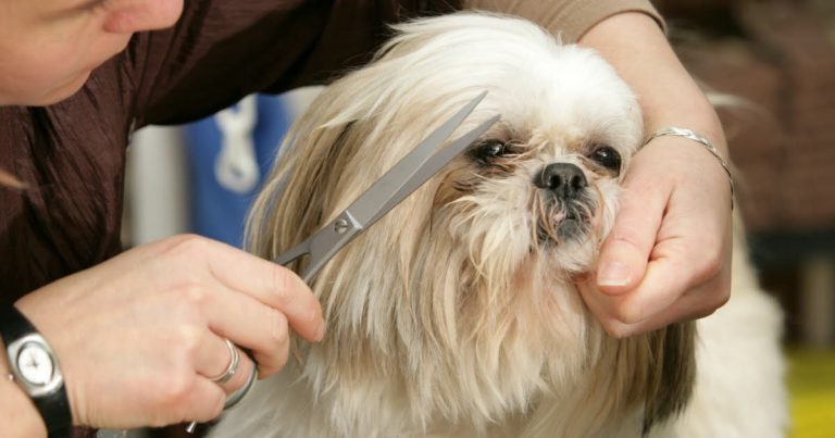 Toilettage canin : un luxe pour les villes RN où les dirigeants préfèrent les aboiements aux solutions !