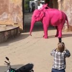 Insolite. Elle peint un éléphant en rose : une photographe russe accusée de maltraitance