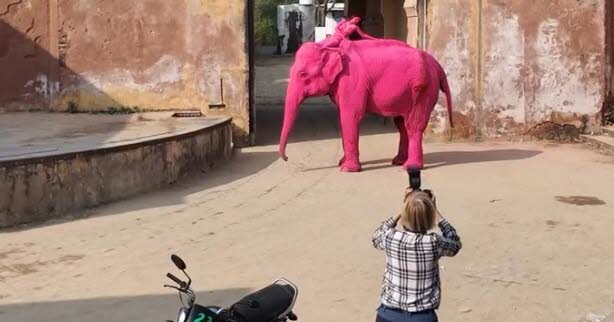 Insolite. Elle peint un éléphant en rose : une photographe russe accusée de maltraitance