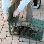 Hégenheim : Quand des bénévoles sauvent des chats errants des griffes des politiques conservateurs !