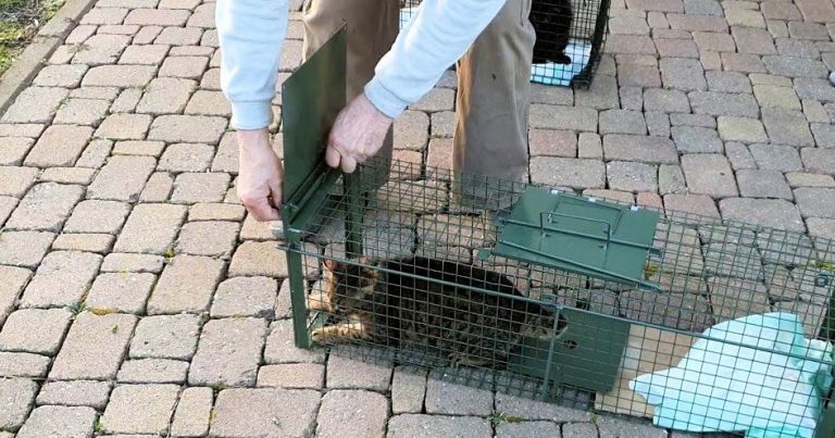 Hégenheim : Quand des bénévoles sauvent des chats errants des griffes des politiques conservateurs !