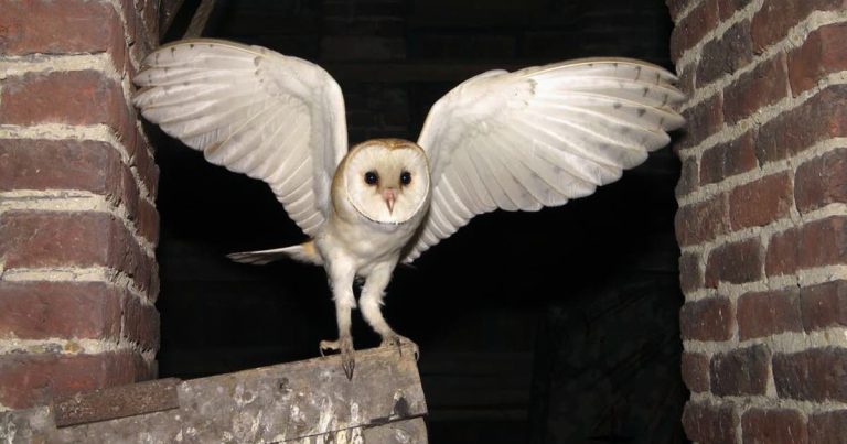 L’effraie des clochers : un cri d’alarme dans un monde qui s’en fiche