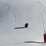 Pyrénées : Quand un ours brun s'invite sur les pistes, les élus RN perdent leur boussole!