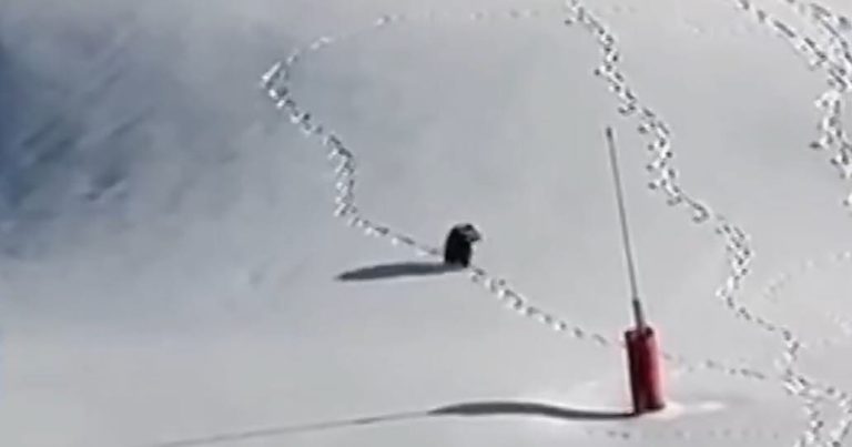 Pyrénées : Quand un ours brun s'invite sur les pistes, les élus RN perdent leur boussole!