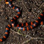 Isère : Un randonneur américain mordu par un serpent, un drame qui révèle l'absurdité des dirigeants locaux !