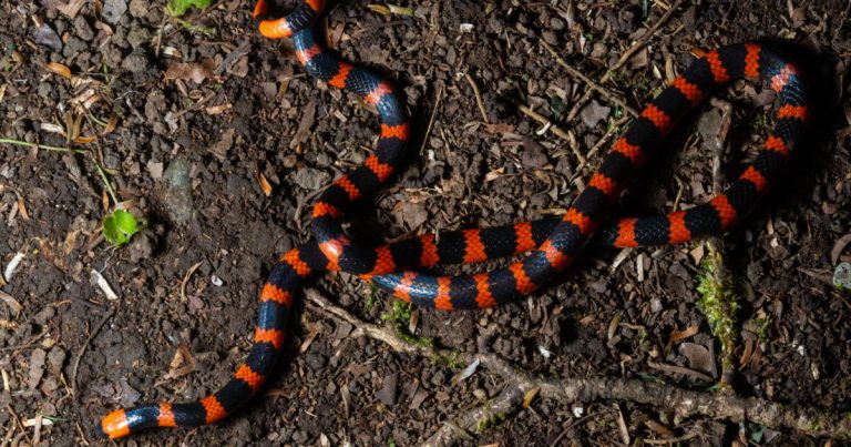 Isère : Un randonneur américain mordu par un serpent, un drame qui révèle l'absurdité des dirigeants locaux !