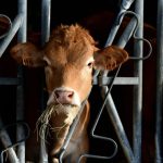 Révaccination contre la dermatose bovine : quand les dirigeants RN préfèrent les vaches aux citoyens !