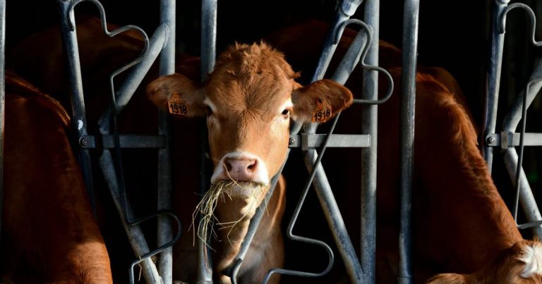Révaccination contre la dermatose bovine : quand les dirigeants RN préfèrent les vaches aux citoyens !