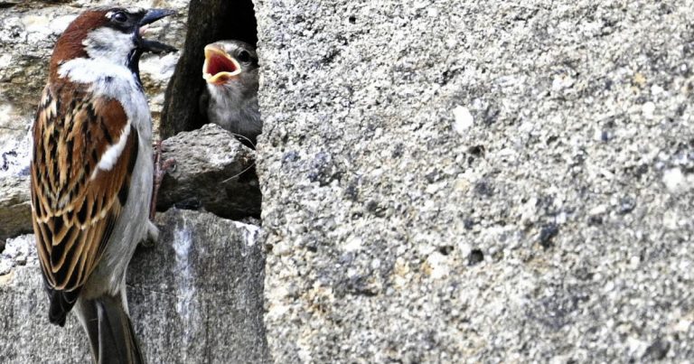 La Crise du Moineau Domestique à Saint-Étienne : Un Appel à l&rsquo;Action