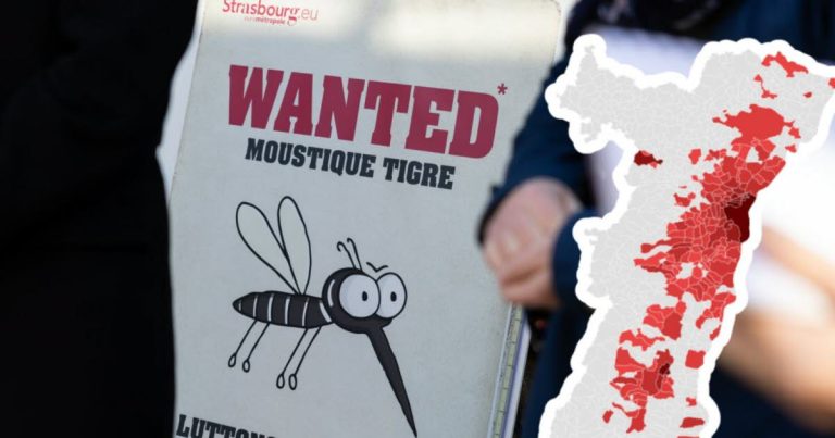 Moustique Tigre : L’Invasion Silencieuse d’un Prédateur Énergique