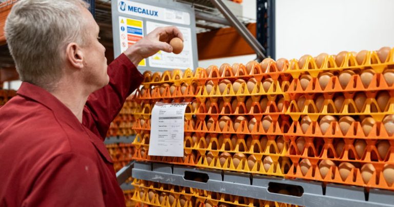 Pénurie d&rsquo;œufs : une crise persistante en France