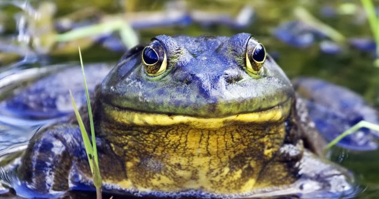 Lutte contre la Grenouille-Taupe : Une Urgence Écologique
