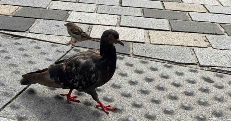 À Besançon, le pigeonnier contraceptif : une solution audacieuse ou un cri d’alarme ?