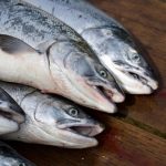 Chili : Quand l'or rose se teinte de gris, entre absurdités locales et dirigeants conservateurs à la dérive