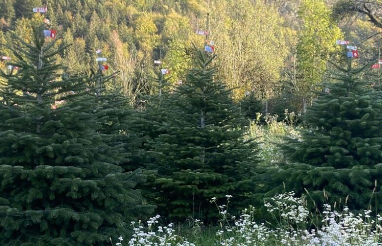 Sapin de Noël du Morvan : Quand l&rsquo;UE s&rsquo;attaque à la tradition