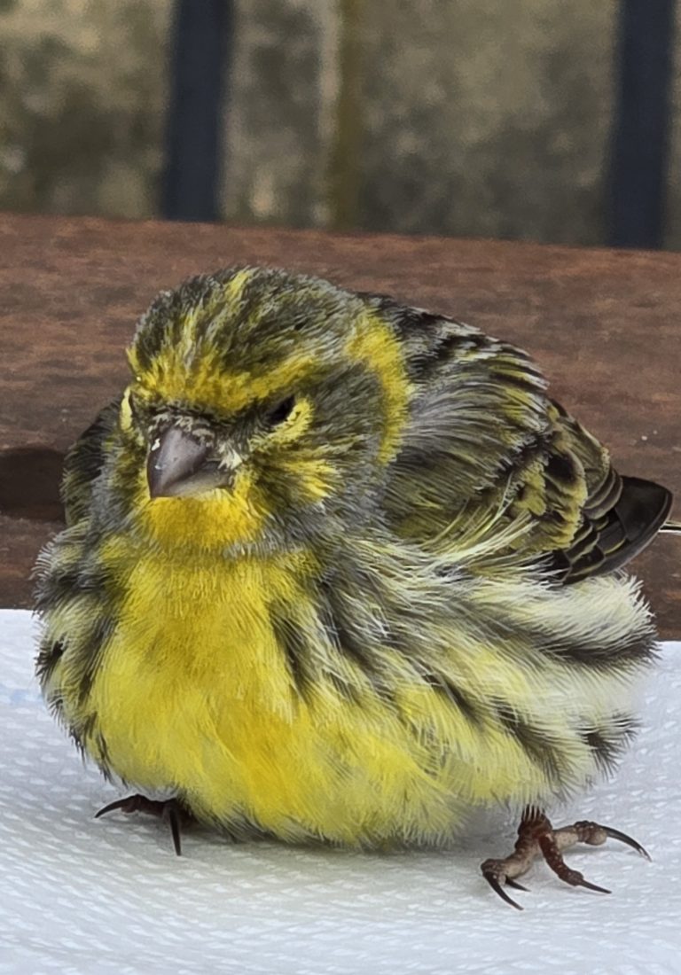 Bruants zizi et alouettes lulu : alliés inattendus des vignes, quelle influence ?