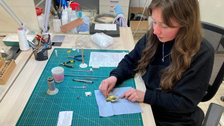 Trésors cachés du Muséum d&rsquo;histoire naturelle : la taxidermie redonne vie aux espèces en France
