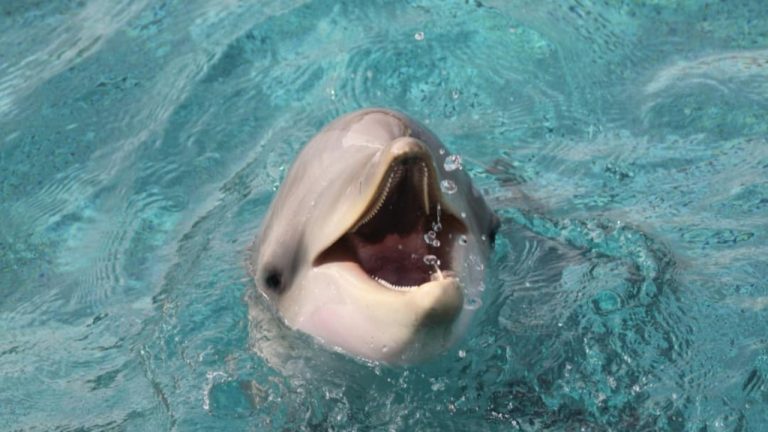 Marineland d’Antibes : un cri d’alarme pour des pensionnaires oubliés