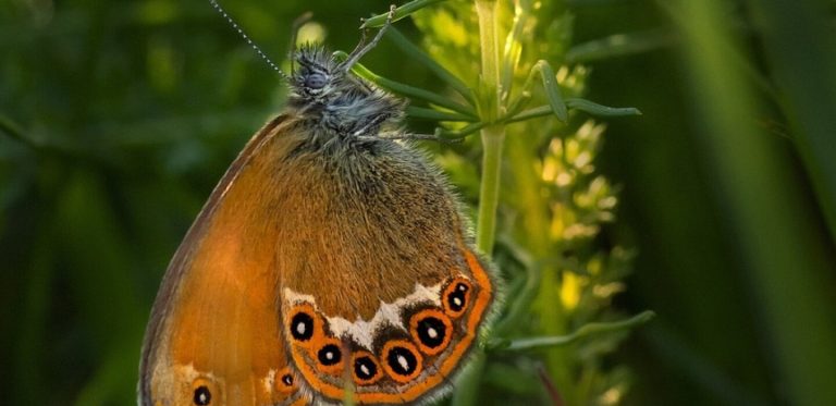 L&rsquo;Initiative de Place : Un Cadre Évolutif pour la Préservation de la Nature