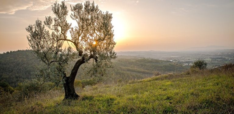 Quand la biodiversité devient un fonds de commerce : l&rsquo;ironie d&rsquo;un soutien européen