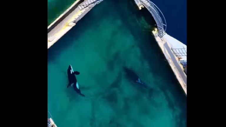 Marineland : Une Situation de Crise pour Wikie et Keijo