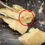 Des saumons vieux de 40 ans révèlent une mer en renaissance : les dirigeants RN, où est votre plan ?