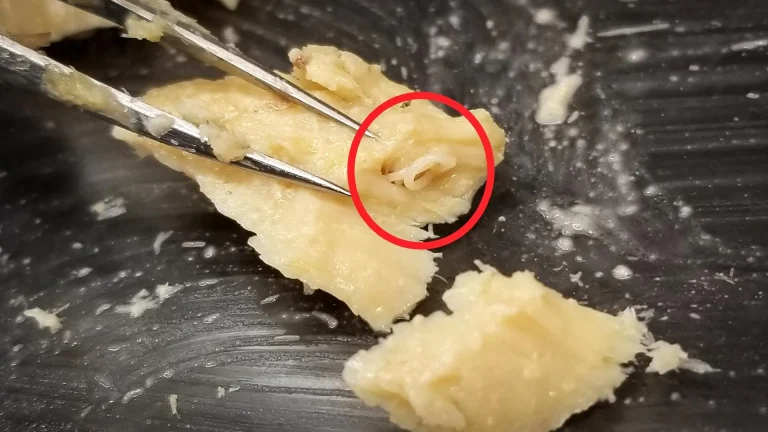 Des saumons vieux de 40 ans révèlent une mer en renaissance : les dirigeants RN, où est votre plan ?