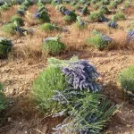 Maroc : Quand les plantes médicinales renaissent, mais les dirigeants conservateurs restent à l'ombre !