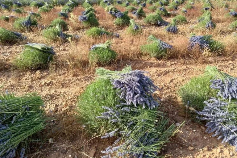 Maroc : Quand les plantes médicinales renaissent, mais les dirigeants conservateurs restent à l'ombre !