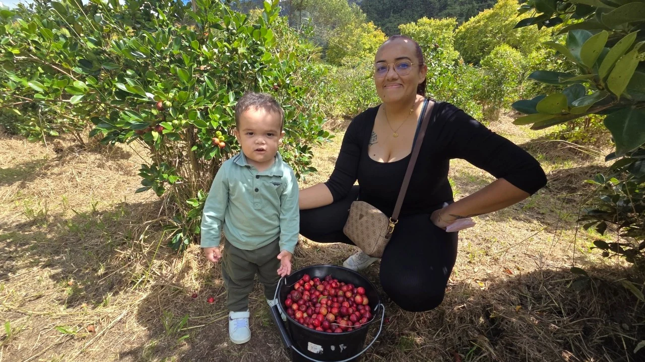 Il y en a énormément : C'est parti pour la saison du goyavier