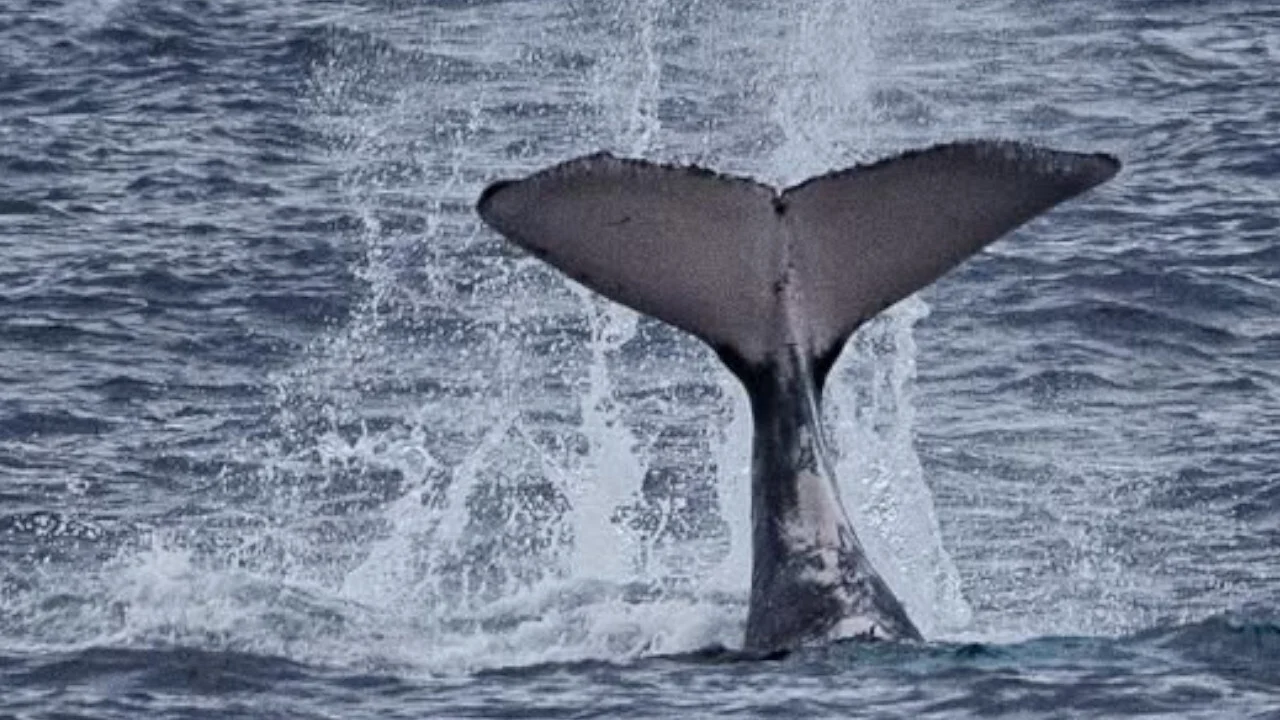 La mégafaune marine réunionnaise sous pression, SWIMM 2025 tire la sonnette d’alarme