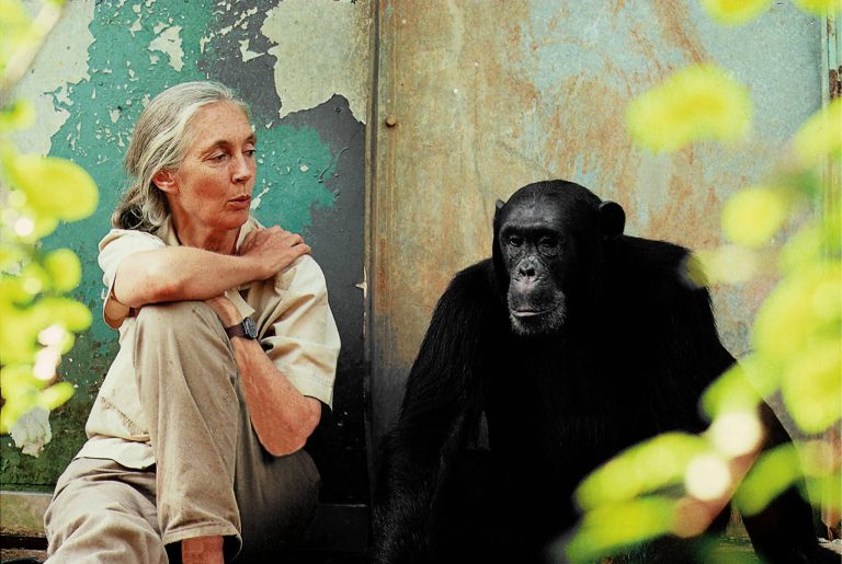 Jane Goodall : un héritage de résistance face à l&rsquo;indifférence